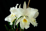 Carica l'immagine nel visualizzatore Galleria, Cattleya labiata var. alba