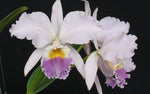 Carica l'immagine nel visualizzatore Galleria, Cattleya labiata (realeza x tipo Bahia) - Br Orquidea