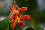 Carica l'immagine nel visualizzatore Galleria, Cattleya leopoldii 'Escuro Negro Pintada' x Laelia milleri 'Strub' SM/DOG