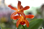 Carica l'immagine nel visualizzatore Galleria, Cattleya leopoldii 'Escuro Negro Pintada' x Laelia milleri 'Strub' SM/DOG
