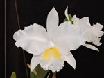 Carica l'immagine nel visualizzatore Galleria, Cattleya lueddemanniana f. alba