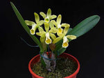 Carica l'immagine nel visualizzatore Galleria, Cattleya luteola