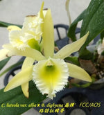 Carica l'immagine nel visualizzatore Galleria, Rhyncholaeliocattleya Leprechaun Legend (Cattleya luteola × Rhyncholaelia digbyana)