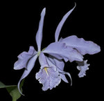 Carica l'immagine nel visualizzatore Galleria, Cattleya maxima var. coerulea