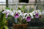 Carica l'immagine nel visualizzatore Galleria, Cattleya maxima f. semialba