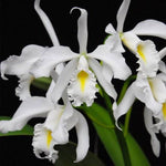 Carica l'immagine nel visualizzatore Galleria, Cattleya maxima var. alba