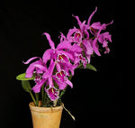 Carica l'immagine nel visualizzatore Galleria, Cattleya maxima 'vittorino' compatta