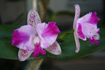 Carica l'immagine nel visualizzatore Galleria, Cattleya Monte Elegante 'New Port' (C. Penny Kuroda x C. Interglossa)