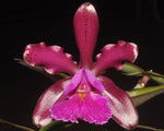 Carica l'immagine nel visualizzatore Galleria, Cattleya pantherina 'Red'