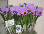 Carica l'immagine nel visualizzatore Galleria, Cattleya percivaliana 'Thiago' (meristem) - Brazil Import