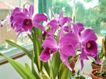 Carica l'immagine nel visualizzatore Galleria, Cattleya purpurata f. rubra x f. sanguinea