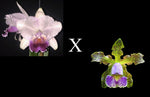 Carica l'immagine nel visualizzatore Galleria, Cattleya quadricolor var. coerulea x C. schilleriana var. coerulea