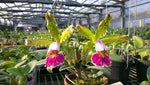 Carica l'immagine nel visualizzatore Galleria, Cattleya schilleriana var. semi-alba - Br Orquidea