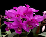Carica l'immagine nel visualizzatore Galleria, Cattleya skinneri