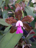 Carica l'immagine nel visualizzatore Galleria, Cattleya tigrina "Escura" x Landate