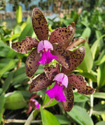 Carica l'immagine nel visualizzatore Galleria, Cattleya tigrina "Escura" x Landate