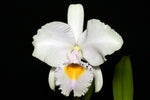 Carica l'immagine nel visualizzatore Galleria, Cattleya trianaei f. albescens