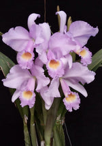 Carica l'immagine nel visualizzatore Galleria, Cattleya trianaei f. concolor 'Orion'