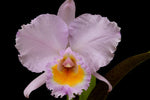 Carica l'immagine nel visualizzatore Galleria, Cattleya trianaei f. concolor 'Orion'