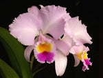 Carica l'immagine nel visualizzatore Galleria, Cattleya trianae