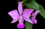 Carica l'immagine nel visualizzatore Galleria, Cattleya walkeriana