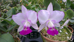 Carica l'immagine nel visualizzatore Galleria, Cattleya walkeriana var. semi-alba 'Elixir of Love'