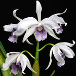 Carica l'immagine nel visualizzatore Galleria, Cattleya (syn. Laelia) purpurata var. werkhauseri