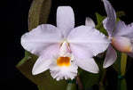 Carica l'immagine nel visualizzatore Galleria, Cattleya schroderae x alaorii