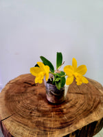 Carica l'immagine nel visualizzatore Galleria, Cattlianthe Maric Delight (C. Beaufort × Ctt. Maricana)