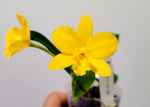 Carica l'immagine nel visualizzatore Galleria, Cattlianthe Maric Delight (C. Beaufort × Ctt. Maricana)