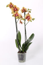 Carica l'immagine nel visualizzatore Galleria, Phalaenopsis Charmer