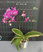 Carica l'immagine nel visualizzatore Galleria, Phalaenopsis Chia E Yenlin (variegata & peloric)