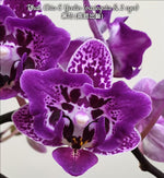 Carica l'immagine nel visualizzatore Galleria, Phalaenopsis Chia E Yenlin (variegata & peloric)