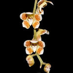 Carica l'immagine nel visualizzatore Galleria, Chiloschista extinctoriformis