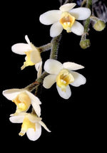 Carica l'immagine nel visualizzatore Galleria, Chiloschista exuperei