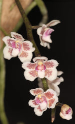 Carica l'immagine nel visualizzatore Galleria, Chiloschista shanica