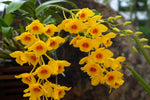 Carica l'immagine nel visualizzatore Galleria, Dendrobium chrysotoxum