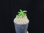 Carica l'immagine nel visualizzatore Galleria, Neofinetia falcata 'Chwiwol' 취월 翠月