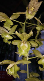 Carica l'immagine nel visualizzatore Galleria, Clowesetum Jumbo Apollo (= Catasetum fimbriatum × Clowesia russelliana)