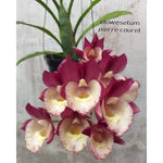 Carica l'immagine nel visualizzatore Galleria, Clowesetum Pierre Couret (Clowesia Rebecca Northen × Catasetum pileatum)