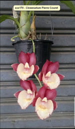 Carica l'immagine nel visualizzatore Galleria, Clowesetum Pierre Couret (Clowesia Rebecca Northen × Catasetum pileatum)