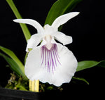 Carica l'immagine nel visualizzatore Galleria, Cochleanthes amazonica