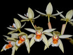 Carica l'immagine nel visualizzatore Galleria, Coelogyne asperata
