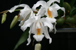Carica l'immagine nel visualizzatore Galleria, Coelogyne cristata var. citrina