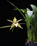 Carica l'immagine nel visualizzatore Galleria, Coelogyne lawrenceana
