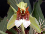 Carica l'immagine nel visualizzatore Galleria, Coelogyne speciosa