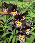 Carica l'immagine nel visualizzatore Galleria, Catasetum Extravaganza