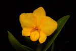 Carica l'immagine nel visualizzatore Galleria, Cattlianthe Faikon Ball (Cattleya cernua × Cattlianthe Candy Ball)