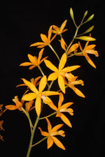 Carica l'immagine nel visualizzatore Galleria, Enanthleya Circus Lady (Ctt. Trick or Treat x E. correllii)