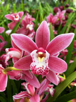 Carica l'immagine nel visualizzatore Galleria, Cymbidium Alison Shaw